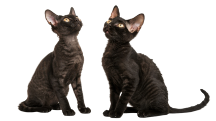 Curious pair of black devon rex cat pets looking up with attentive expression sitting together isolated on transparency background showing distinct big ears and wavy coat texture