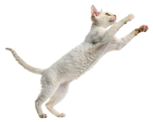 Playful young white devon rex cat reaching up with intense focus and curiosity isolated on transparency background showing energetic movement and feline grace