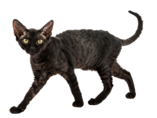 Portrait of curious young black devon rex cat walking looking camera with playful expression isolated transparency background full body shot of cute exotic feline pet with soft curly fur
