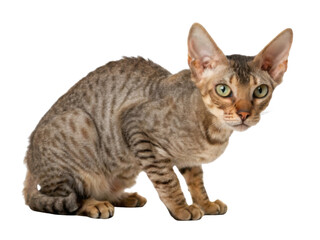 Obraz premium Small shorthair Devon Rex cat sitting with curious expression looking forward isolated on transparency background showing unique wavy coat texture and large ears of purebred feline pet
