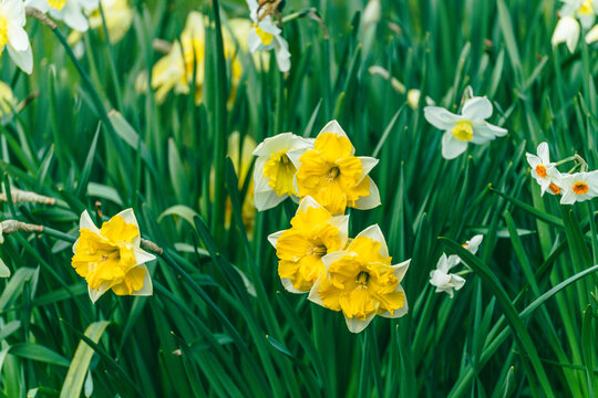 yellow daffodils on green grass