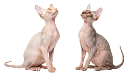 Two hairless sphynx cat pets sitting side by side looking up curiously with focused expression isolated transparency background showing beautiful naked skin texture and slender body shape