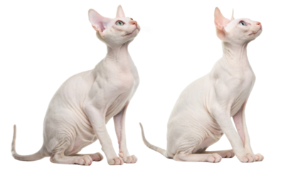 Curious hairless sphynx cat sitting side view looking up with interest and pink skin posing elegantly isolated clean transparency background studio shot showing purebred animal beauty