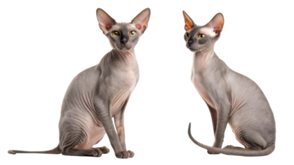 Elegant grey sphynx cat sitting with curiosity looking camera posing with beautiful hairless skin isolated transparency background showing purebred pedigree feline animal portrait concept