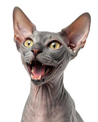 Portrait of expressive hairless sphynx cat with open mouth looking surprised while vocalizing loudly on isolated transparency background showing wrinkled grey skin and bright yellow eyes