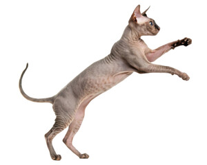 Fototapeta premium Beautiful hairless sphynx cat jumping up with playful energy trying to catch something on transparency background showing active movement and curiosity