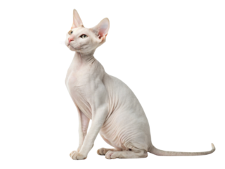 Curious elegant pink hairless sphynx cat sitting up looking with attentive expression isolated transparency background studio shot of adorable playful pet posing with wrinkly skin and big