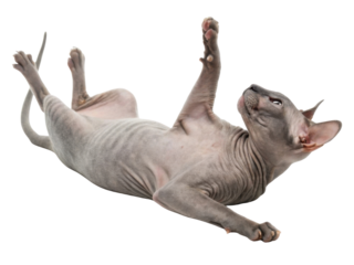Playful hairless sphynx cat lying on back and looking away with funny curious expression while showing grey skin texture and paw pads isolated on transparency background