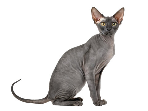 Elegant bald sphynx cat sitting posing with calm attention isolated transparency background looking serious while showing unique hairless skin texture of adorable pedigree pet animal with