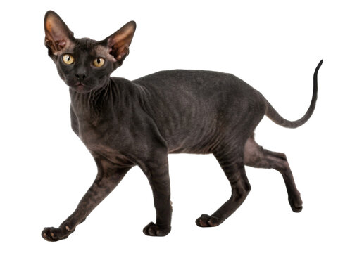 Curious black sphynx cat walking with attentive expression on transparency background showing elegance and mystery in studio shot looking at camera with yellow eyes