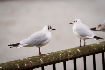 Obraz premium Black-headed Gull bird, Chroicocephalus ridibundus with ring.