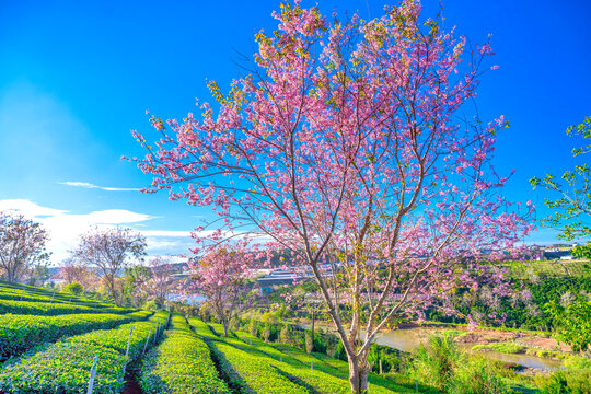 Cherry Blossom Scenery in Cau Dat Tea Garden, Da Lat, Vietnam in the morning.