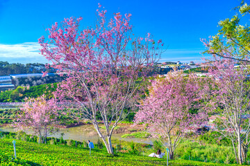 Obraz premium Cherry Blossom Scenery in Cau Dat Tea Garden, Da Lat, Vietnam in the morning.