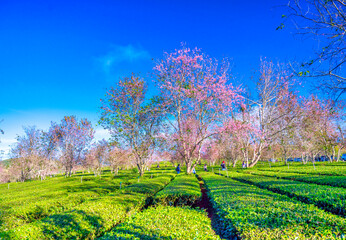 Fototapeta premium Cherry Blossom Scenery in Cau Dat Tea Garden, Da Lat, Vietnam in the morning.