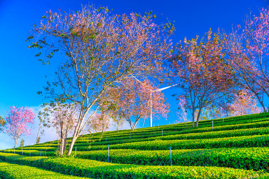 Cherry Blossom Scenery in Cau Dat Tea Garden, Da Lat, Vietnam in the morning.