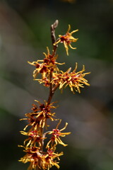 春一番に咲く花