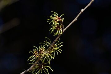 春一番に咲く花