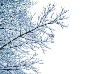 Obraz premium Snowy branches against a blank white backdrop