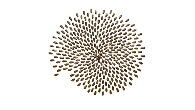 Radial Spiral Pattern of Small Brown Seeds Isolated on Transparent Background