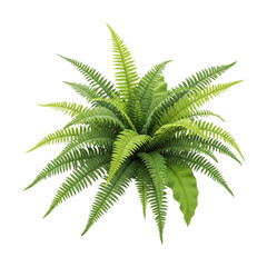 Enhance home interiors with serene lush green fern plant displays isolated on transparent background