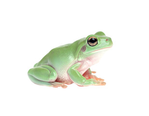 Green Frog Sitting on White Background.