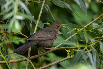Fototapeta premium A blackbird in the bushes in Germany (Turdus merula) 