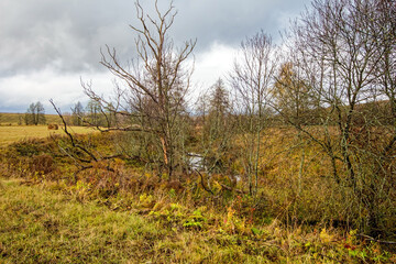 Small River in Rural Area in Late Autumn