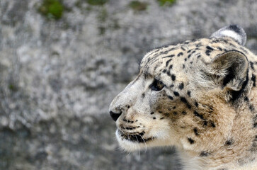 Obraz premium ユキヒョウ