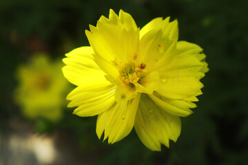 Fototapeta premium yellow flower in spring
