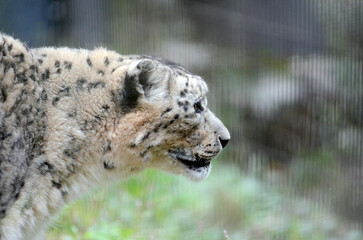 Obraz premium ユキヒョウ