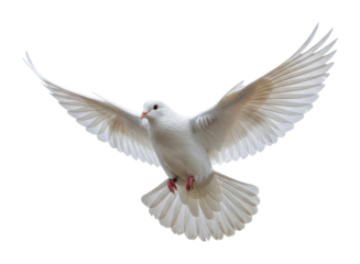 Dove in flight wildlife natural light isolated on transparent background