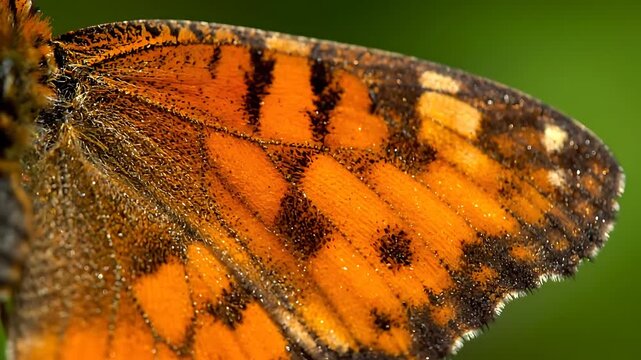 Detailed macro shot highlighting the vibrant orange, black, and yellow scale patterns on the wing of a small butterfly, emphasizing texture and delicate structure against a bokeh green background.