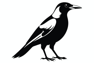 Obraz premium australian magpie silhouette line art vector illustration