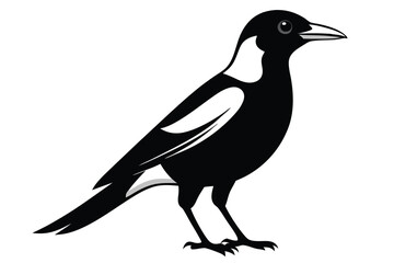 Obraz premium australian magpie silhouette line art vector illustration