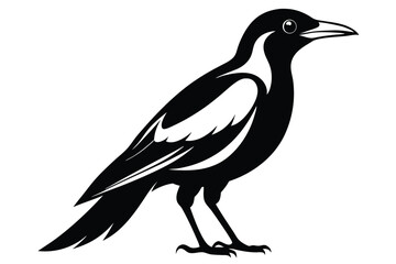 Fototapeta premium australian magpie silhouette line art vector illustration