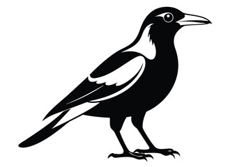 Fototapeta premium australian magpie silhouette line art vector illustration