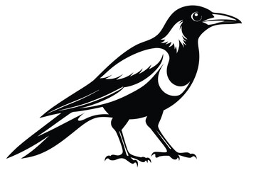 Fototapeta premium australian magpie silhouette line art vector illustration