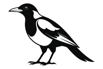 Fototapeta premium australian magpie silhouette line art vector illustration