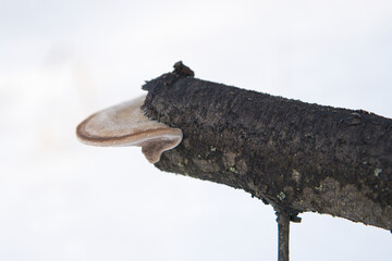 huba zimą na gałęzi