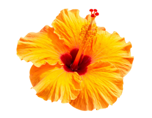 Vibrant Orange Hibiscus Flower with Red Center.