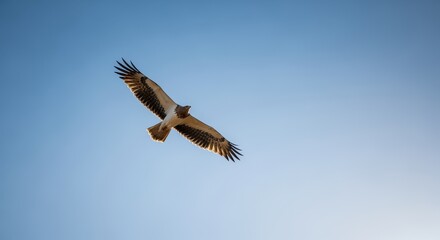 Obraz premium Bird Flying Across Open Blue Sky in Wide Angle View with Natural Colors