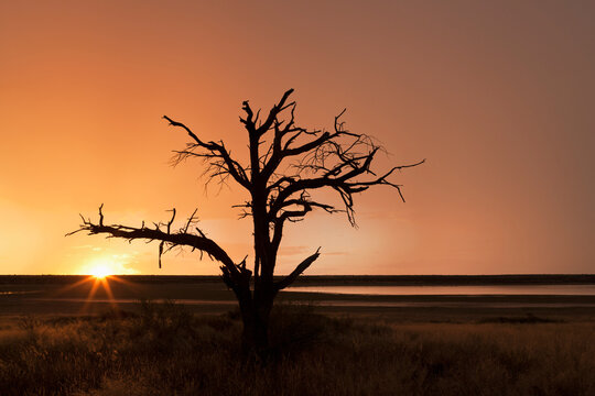 Dead tree at sunset in front of Mabuasehube Pan, Kalahari, Botswana