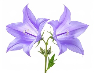 Two symmetrical bell-shaped purple flowers with a white background
