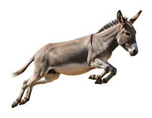 Fototapeta premium Donkey leaping in action animal isolated on transparent background