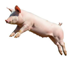 Leaping pig action farm animal isolated on transparent background