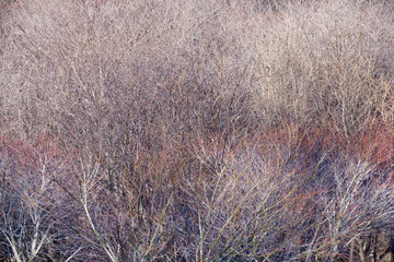 冬の終わりの雑木林　赤みを帯びた小枝のテクスチャ