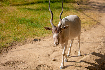 Obraz premium Addax (addax nasomaculatus) antelope close up head shot with horns