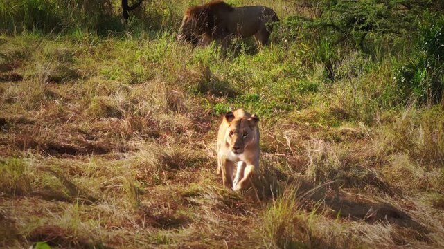 Female lioness strides toward the camera while a male lion feeds on a wildebeest carcass after a successful hunt in the background, Serengeti National Park, Tanzania&mdash;raw African safari wildlife.