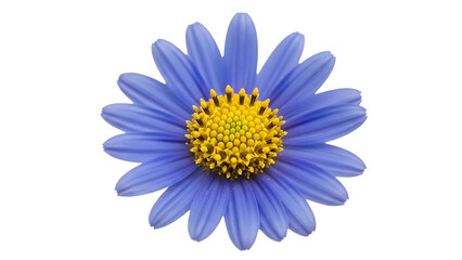 Blue daisy flower