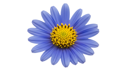 Blue daisy flower